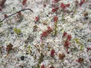 Moss pygmyweed(Crassula tillaea)