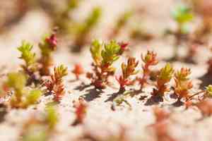 Moss pygmyweed(Crassula tillaea)