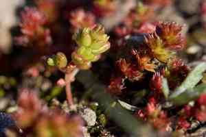 Moss pygmyweed(Crassula tillaea)