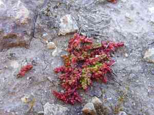 Moss pygmyweed(Crassula tillaea)