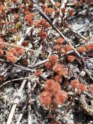 Crassula (Crassula)(Crassula)