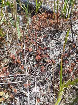 Crassula (Crassula)(Crassula)