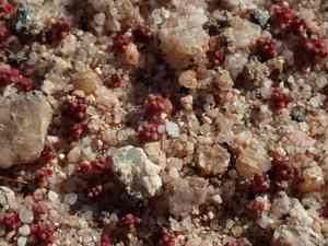 Crassula (Crassula)(Crassula)