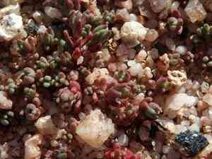 Crassula (Crassula)(Crassula)