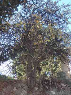 Azarole(Crataegus azarolus)