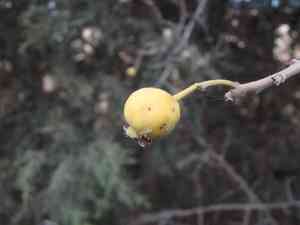 Azarole(Crataegus azarolus)