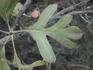 Azarole(Crataegus azarolus)