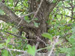 Azarole(Crataegus azarolus)