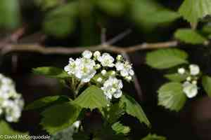 Fireberry hawthorn(Crataegus chrysocarpa)