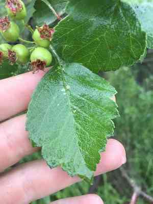 Black hawthorn(Crataegus douglasii)