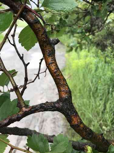 Black hawthorn(Crataegus douglasii)