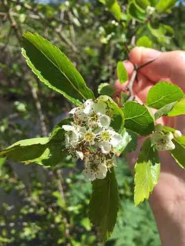 Black hawthorn(Crataegus douglasii)