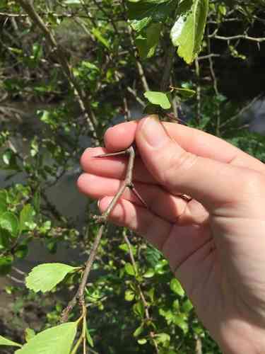 Black hawthorn(Crataegus douglasii)