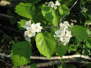 Big-fruit hawthorn(Crataegus macrosperma)