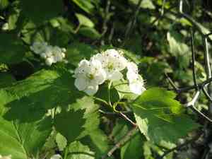 Big-fruit hawthorn(Crataegus macrosperma)