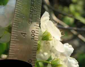 Big-fruit hawthorn(Crataegus macrosperma)
