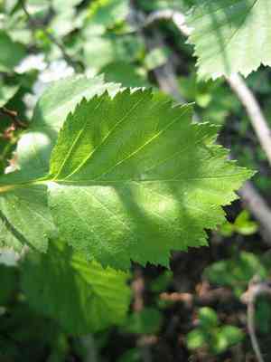 Big-fruit hawthorn(Crataegus macrosperma)