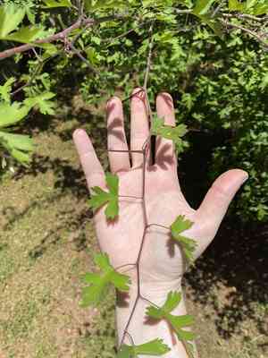 Parsley Hawthorn(Crataegus marshallii)