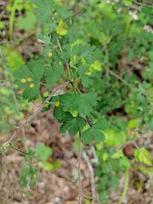 Parsley Hawthorn(Crataegus marshallii)