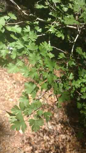 Parsley Hawthorn(Crataegus marshallii)