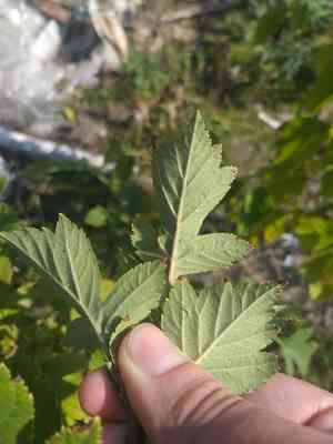 Crataegus maximowiczii(Crataegus maximowiczii)