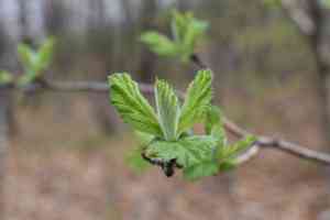 Crataegus maximowiczii(Crataegus maximowiczii)