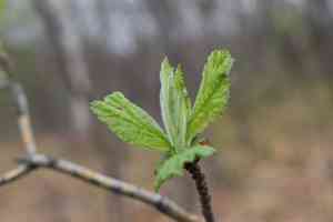 Crataegus maximowiczii(Crataegus maximowiczii)