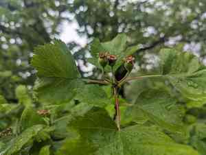 Downy hawthorn(Crataegus mollis)