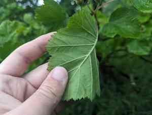 Downy hawthorn(Crataegus mollis)