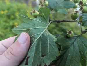 Downy hawthorn(Crataegus mollis)