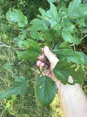 Downy hawthorn(Crataegus mollis)