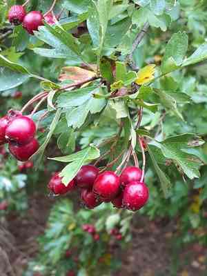 Common hawthorn(Crataegus monogyna)