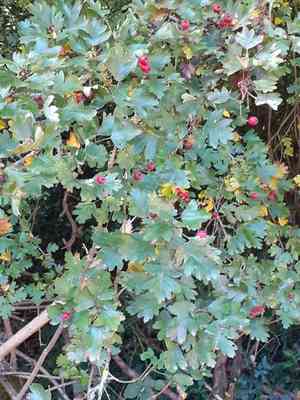 Common hawthorn(Crataegus monogyna)