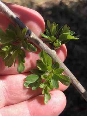 Common hawthorn(Crataegus monogyna)