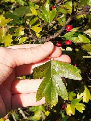 Common hawthorn(Crataegus monogyna)