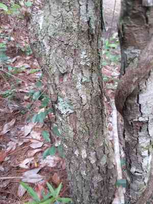 Western mayhaw(Crataegus opaca)