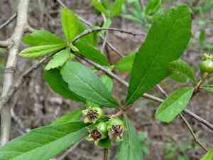 Western mayhaw(Crataegus opaca)