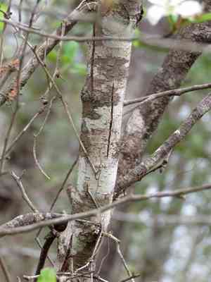 Western mayhaw(Crataegus opaca)