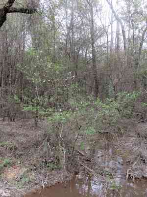 Western mayhaw(Crataegus opaca)