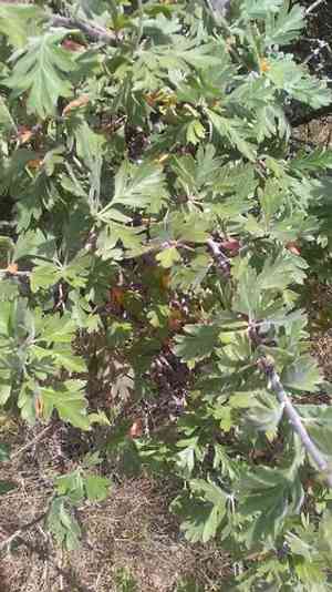 Oriental hawthorn(Crataegus orientalis)