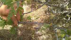 Oriental hawthorn(Crataegus orientalis)