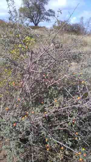 Oriental hawthorn(Crataegus orientalis)