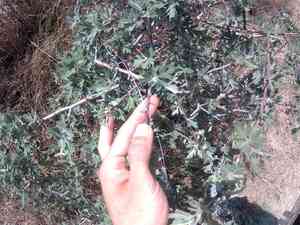 Oriental hawthorn(Crataegus orientalis)