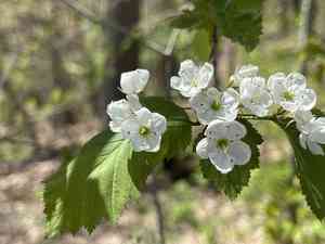 Frosted hawthorn(Crataegus pruinosa)