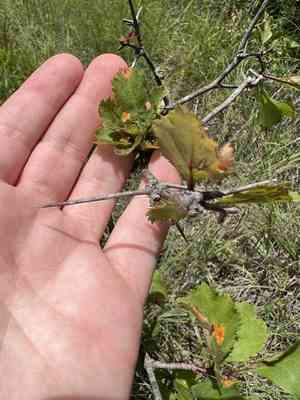 Frosted hawthorn(Crataegus pruinosa)