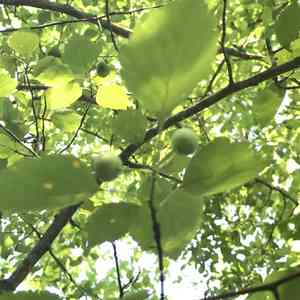 Frosted hawthorn(Crataegus pruinosa)