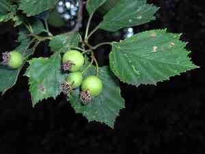Frosted hawthorn(Crataegus pruinosa)