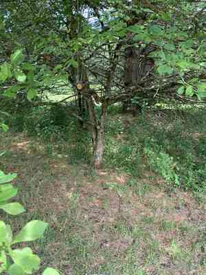 Dotted hawthorn(Crataegus punctata)
