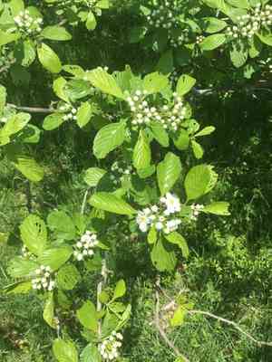 Dotted hawthorn(Crataegus punctata)