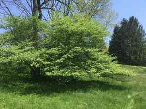 Dotted hawthorn(Crataegus punctata)